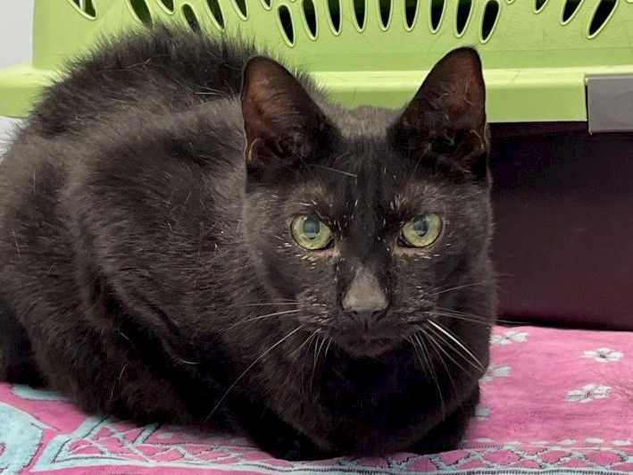 A black cat lying on a pink patterned blanket with a green carrier behind it, looking at the camera, 140 characters, ending with a period.