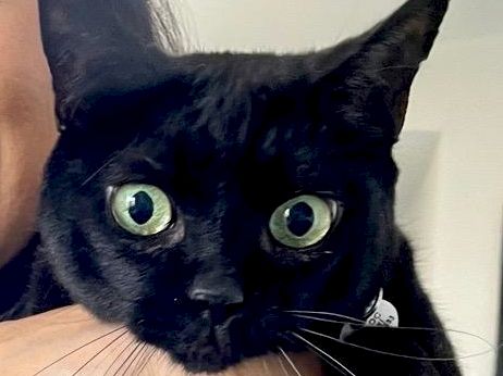 A close-up of a black cat with big green eyes peering curiously at the camera.