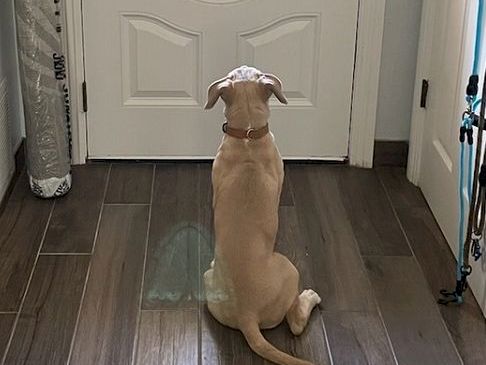A light tan dog sits on a dark wooden floor facing a decorative front door with a frosted glass oval window, near a radiator and a blue leash.