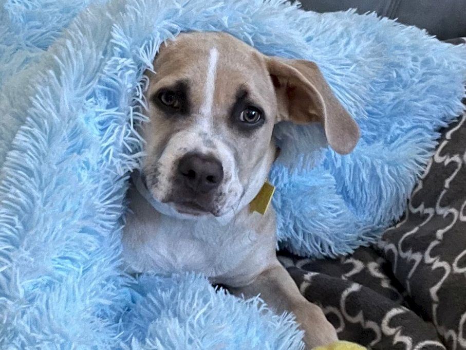 A cute dog wrapped in a fluffy blue blanket, looking curiously at the camera with a white stripe on its face.