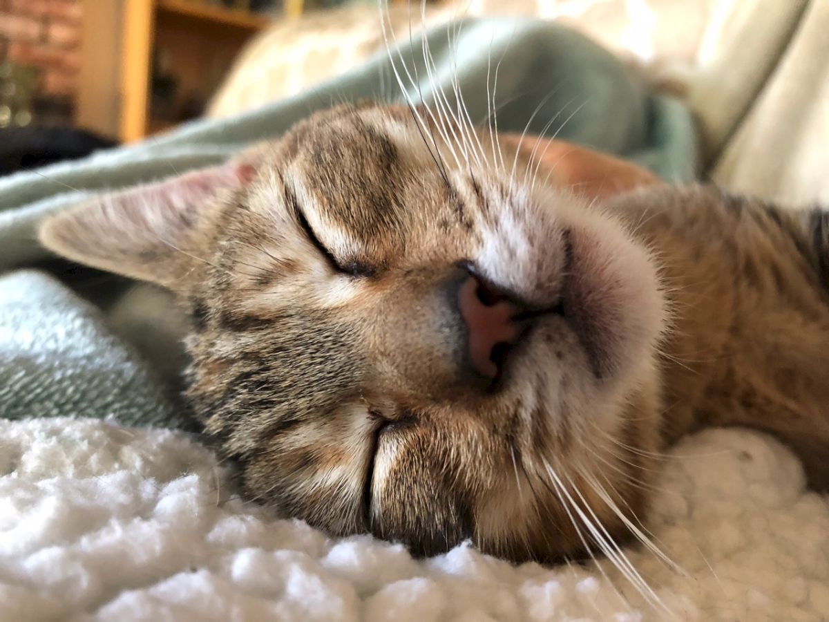 A sleepy cat resting on a blanket, eyes closed, whiskers forward, peaceful kitten vibe.