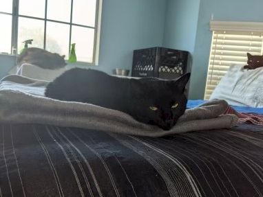 A black cat sits curled on a striped bed, in a sunlit bedroom with a window, blinds, and a few items on the dresser behind it.