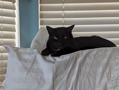 A black cat lounging on a white pillow and blanket by window blinds, looking relaxed and content.