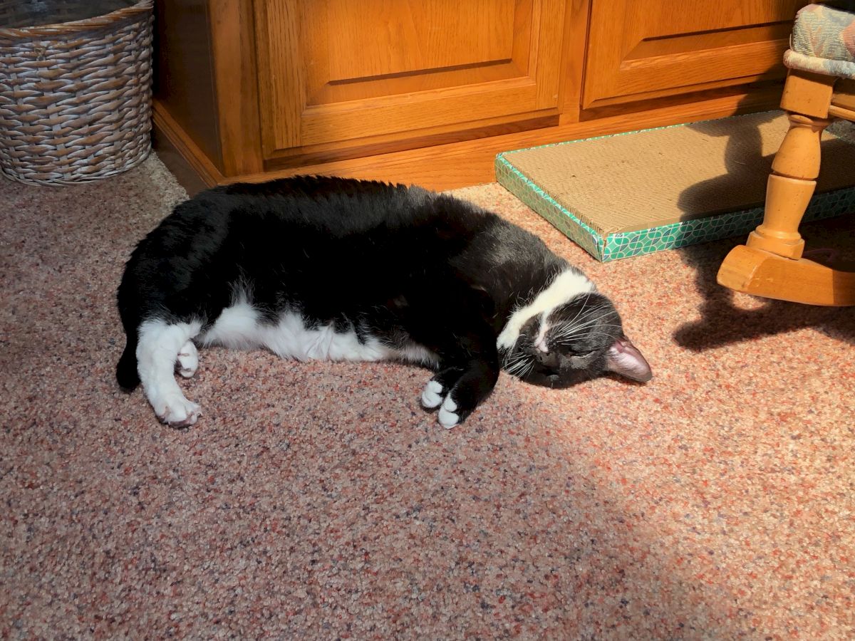 A black and white cat naps on a carpeted floor next to a wooden cabinet, with a woven basket and scratching pad nearby, sunlit.
