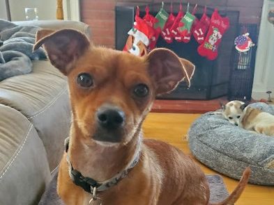 Small brown dog with large ears in foreground, cozy living room. Christmas stockings on fireplace, another dog resting in a round bed. End.