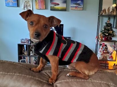 A cute dog wearing a red-and-black striped sweater sits on a couch indoors, with photos and small decorations on the wall behind.