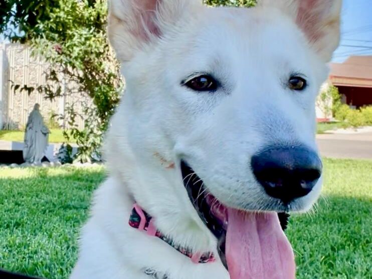 A smiling white dog with pointy ears sits on green grass, tongue out, wearing a chain and pink collar, sunny park background.