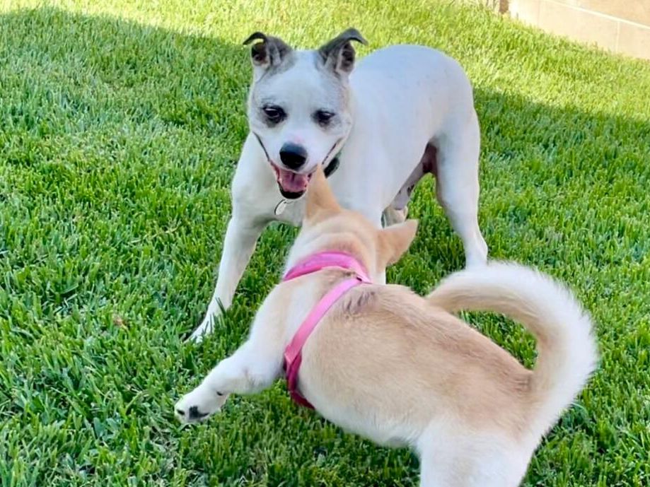 Two dogs playing on a grassy lawn; one white with black ears and a pink-collared tan dog wagging and greeting. Please end this sentence at 140 characters.