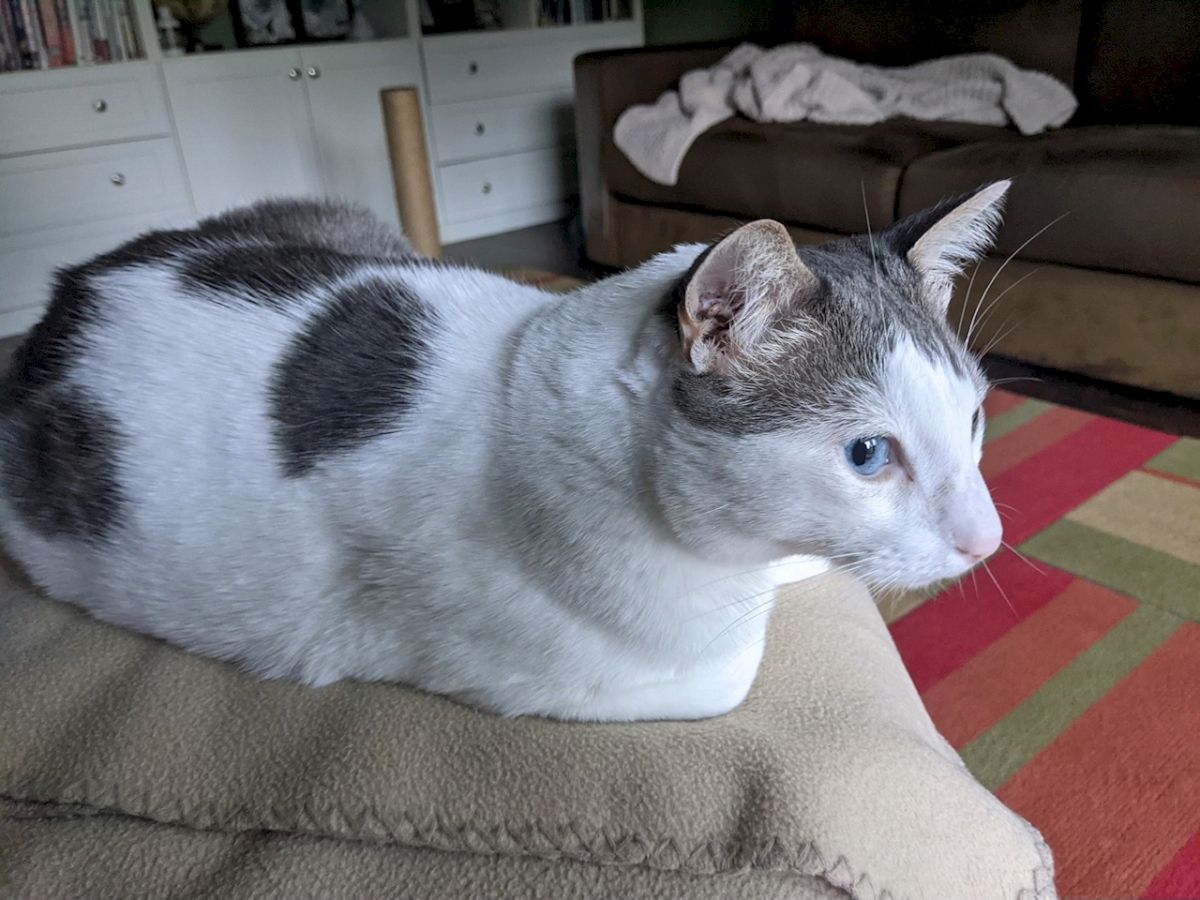 A white cat with gray patches is perched on a beige cushion, indoors near a living room with a couch and colorful rug.
