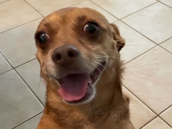 A happy, goofy dog standing up with a big grin on a tiled floor, paws on the edge, excited and playful, begging for treats.