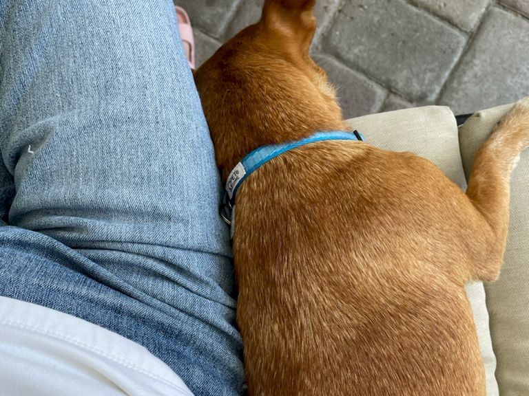 A small brown dog with a blue collar snuggles against a person in jeans, resting on a couch beside their leg.