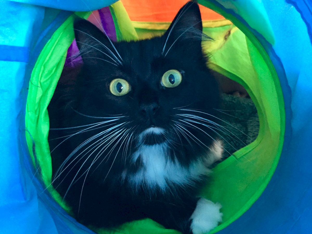 A curious black-and-white cat peeks out from a bright tunnel, wide-eyed and fluffy, enjoying a colorful mini adventure indoors, cute and playful.