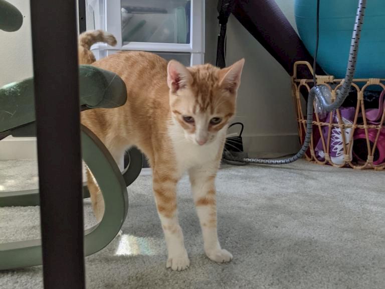 A curious orange-and-white kitten exploring a sunlit room, partial view of a grill and blue tank in the background.