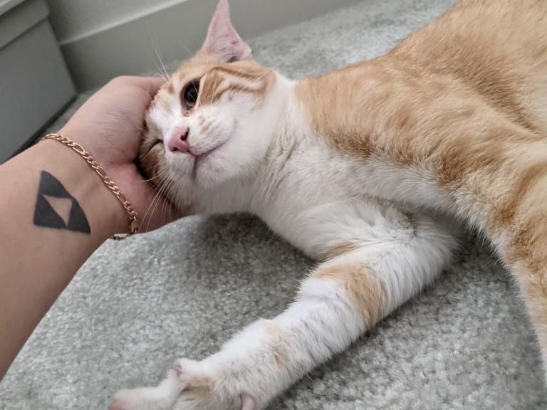 A ginger and white cat is stretched out, one paw reaching toward a person&rsquo;s hand, showing a relaxed, affectionate moment.