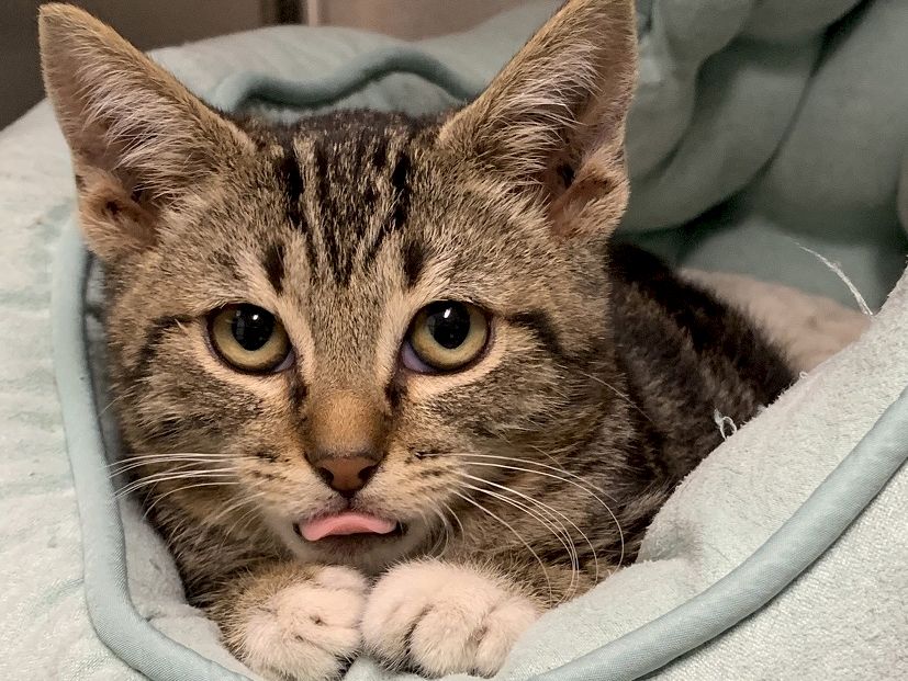 A cute tabby kitten pokes head from a cozy blanket, with paws tucked in and tiny tongue peeking out, looking curious and sleepy.