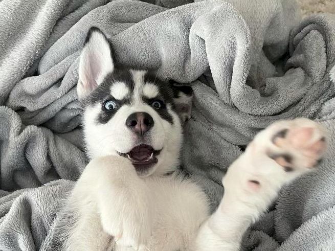 A playful husky puppy on a soft blanket, paws reaching up, surprised expression, gray and white fur, cozy scene.