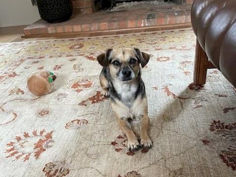 A small dog sits upright on a patterned rug, a toy ball nearby, in a cozy living room with a fireplace in the background.