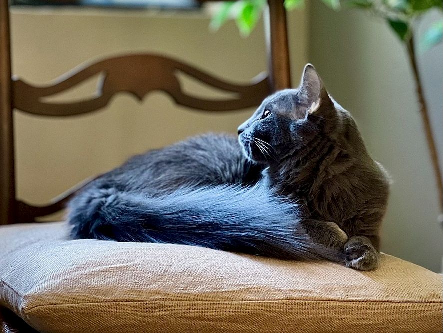 A gray cat lounging on a cushioned chair, curled up and relaxed, with soft natural light and a wooden backrest in the background.
