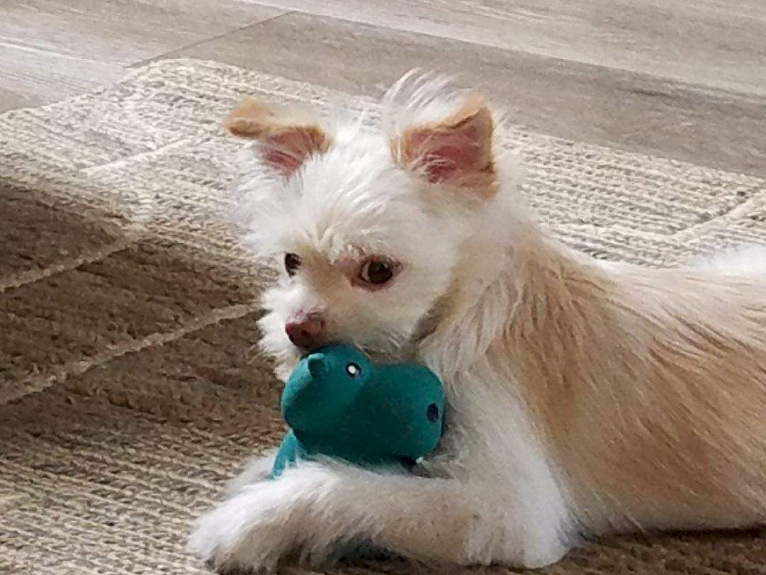 A small, fluffy white dog lying on a rug, chewing a teal toy, looking toward the camera.