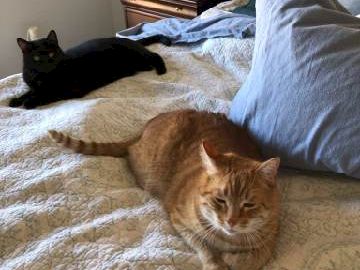 Two cats lounging on a bed: a ginger tabby in front and a black cat in the background, with a lamp and pillows on a nightstand.