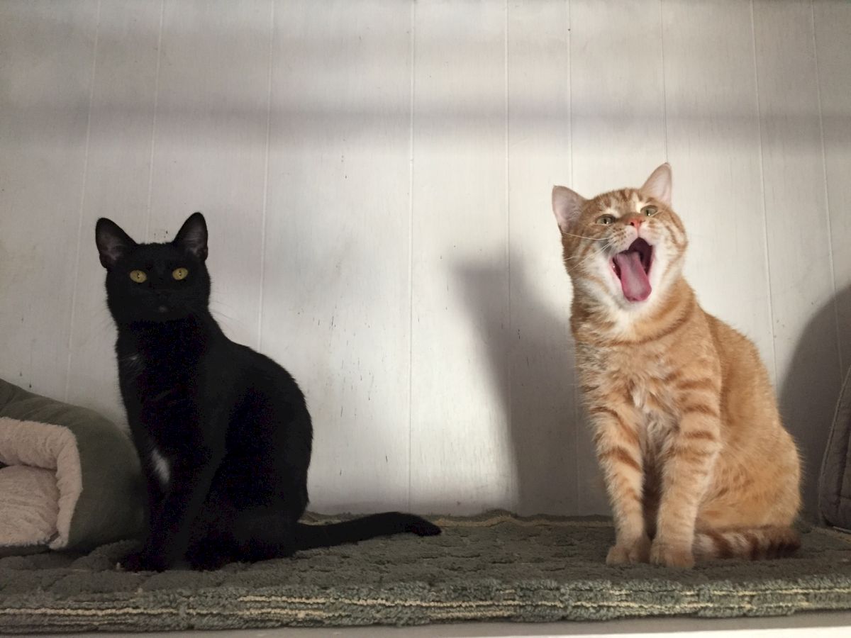 Two cats sit on a shelf; a black cat sits calmly while a tabby cat loudly yawns.