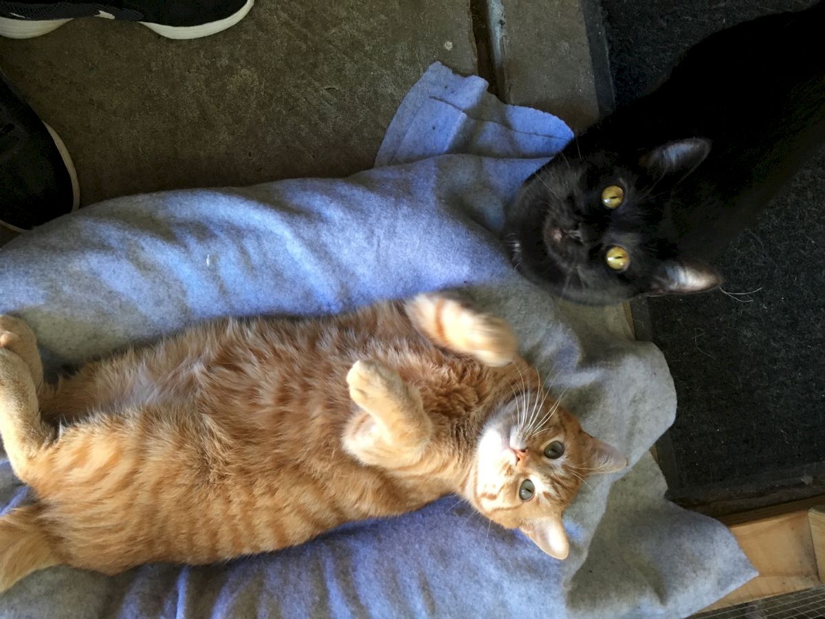 Two playful cats lounging on a blue blanket: an orange tabby lying on its back with paws up, and a black cat curiously peeking from the side.
