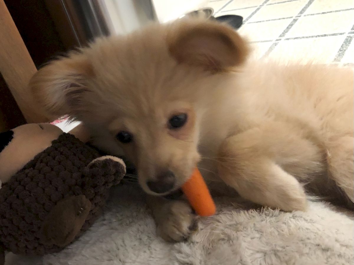 A fluffy, light-colored puppy chews an orange carrot on a soft rug near a stuffed toy, looking curious and cozy.