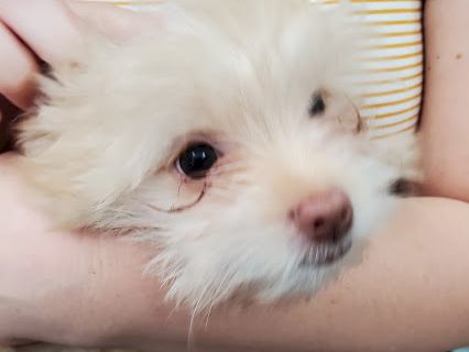 A fluffy white dog being gently cuddled in a striped-shirt hug, looking a bit sleepy and cozy.