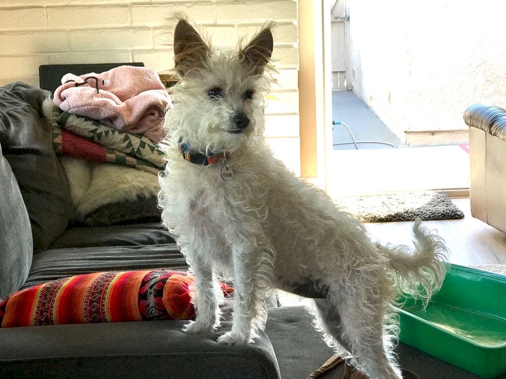 A small scruffy white terrier mix stands on a porch, wearing a collar, with a sofa, blankets, and a green plastic sled nearby, sunlight in the background.