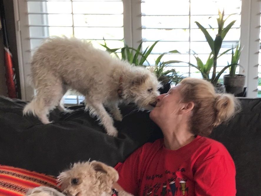A fluffy white dog leans in to kiss a woman in a red shirt on a couch, while another dog watches nearby, indoors by windows.