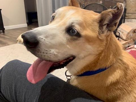 Happy, fluffy dog with tan and white fur, blue collar, tongue out, sitting on a couch by a fireplace. Top it at 140 characters, always ending the sentence.