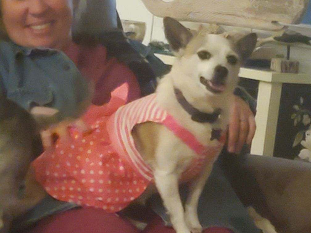 A smiling person holding a small white and tan dog wearing a pink striped shirt, sitting on a couch indoors.