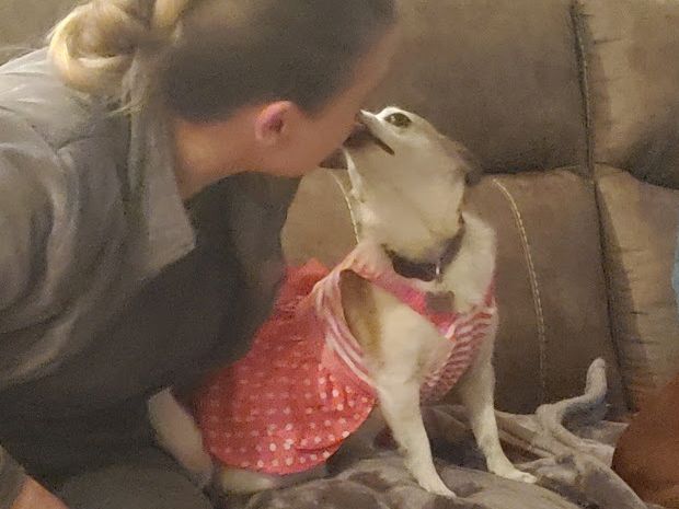 A person sits on a couch with a small dog wearing a pink polka-dot dress, sharing a sweet kiss moment.