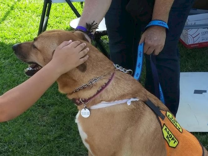 A tan dog in a vest is petted by a person, while a few onlookers hold its leash at an outdoor event.