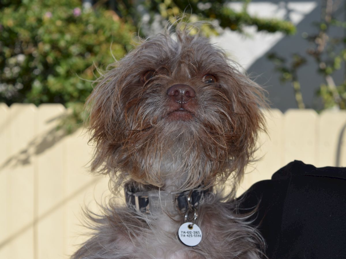 A small, fluffy dog with a scruffy brown coat and a collar, looking up with a curious expression, outdoors near a fence.