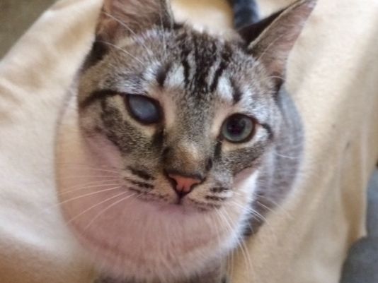 A gray tabby cat sits on a beige surface, looking up with big eyes and a pink nose, whiskers forward, ears perked.