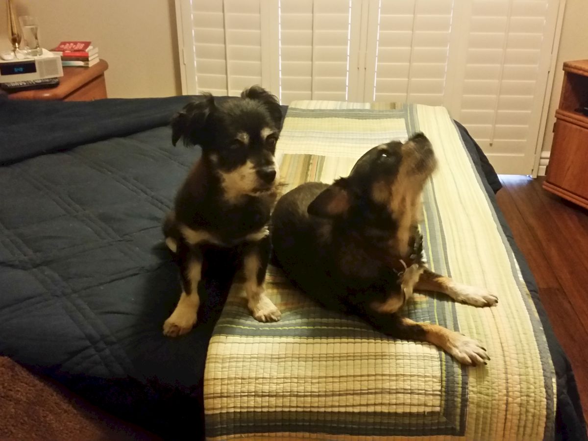 Two small dogs sit on a bed in a cozy room, one facing forward while the other looks to the side.