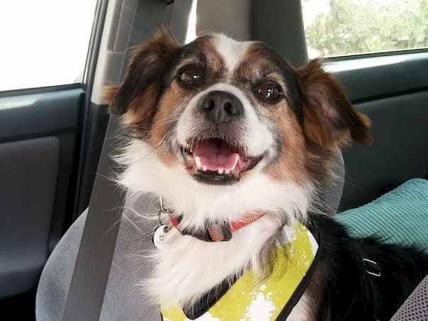 A happy small dog wearing a yellow harness, sitting in a car with a big smile. Reads cheerful and excited.