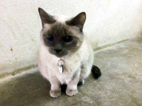 A sweet Siamese-style cat with dark mask, ears, and paws sits on a concrete floor wearing a collar and tag, looking up.