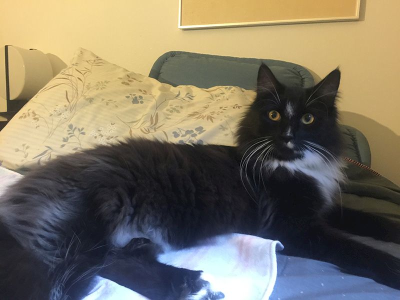 A fluffy black and white cat lounging on a bed with pillows, looking at the camera. (140 chars)