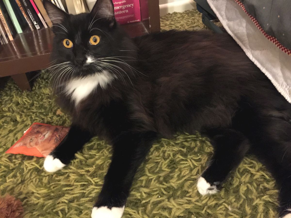 A fluffy black and white cat lounging on a green rug with white paws and a curious stare, near a bookshelf and pink item.