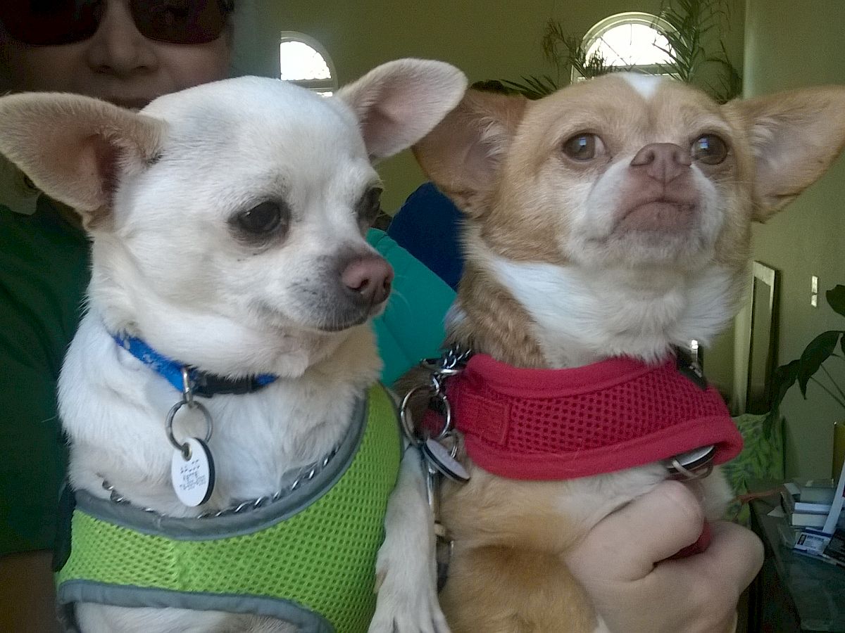 Two small dogs in bright harnesses sit close together, one white with a blue collar and the other tan with a red harness, indoors.