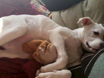 A white dog cuddling a brown stuffed toy on a couch, resting with a relaxed, sleepy vibe.