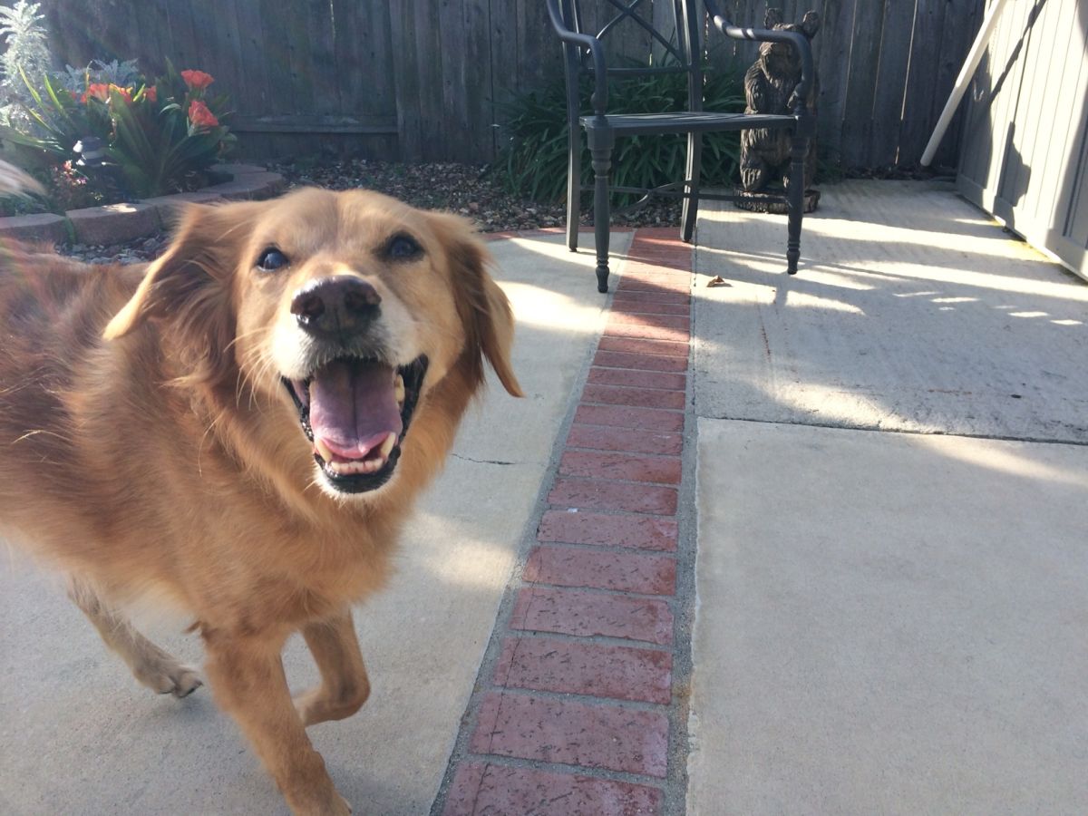 A happy golden retriever on a sunny patio, mouth open in a big smile, mid-walk near a brick-edged path and chair in the background.