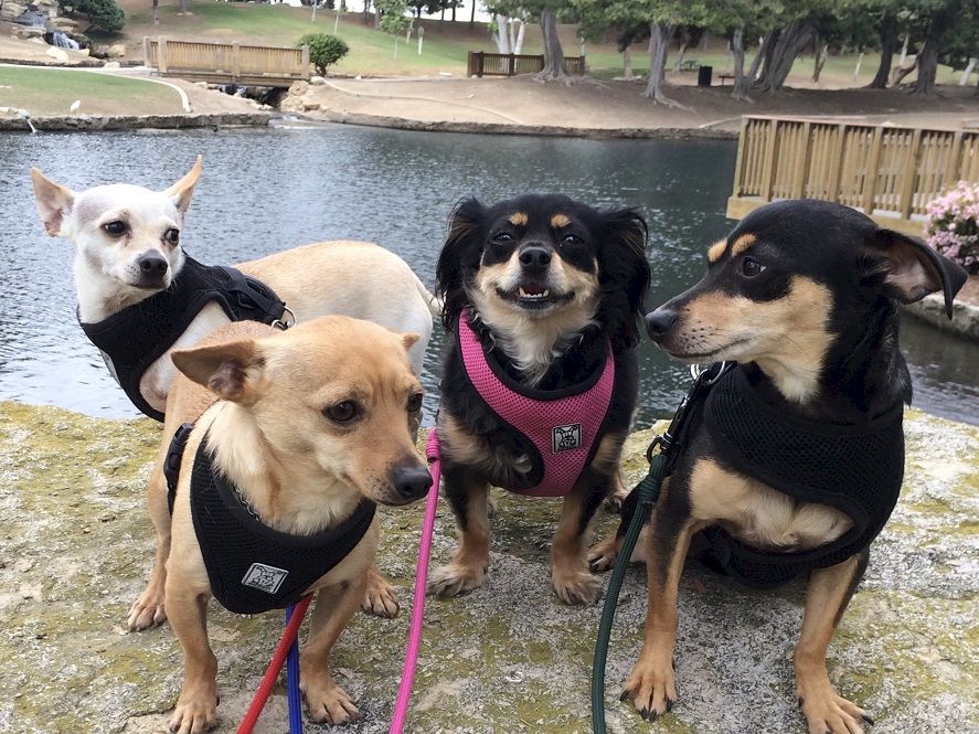 Four dogs in harnesses by a pond, posing for the camera on a sunny day near a wooden railing.