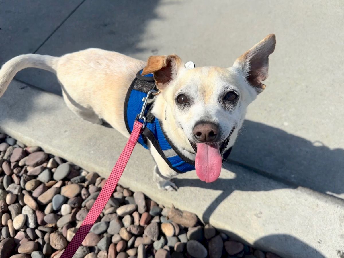 A cheerful light-colored dog with a blue harness on a pink leash, sticking out its tongue while standing on a sidewalk.