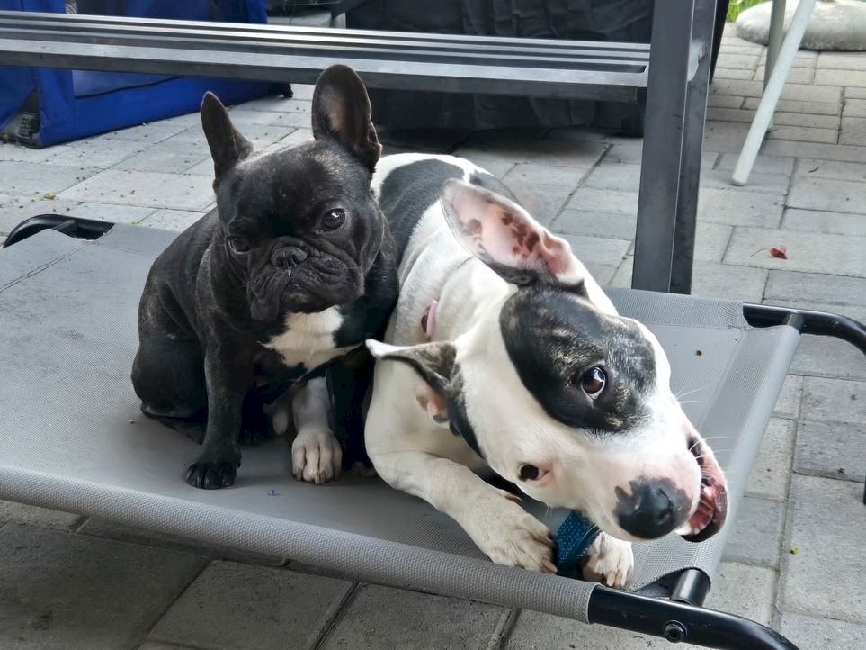 Two small dogs, a black French bulldog and a white pit mix, cuddling on a bench, looking at the camera with a playful, relaxed vibe.