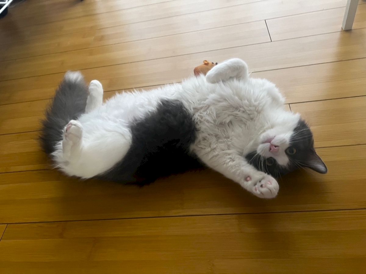 A fluffy black-and-white kitten lounging on its back, paws up, eyes half-closed, on a wooden floor.