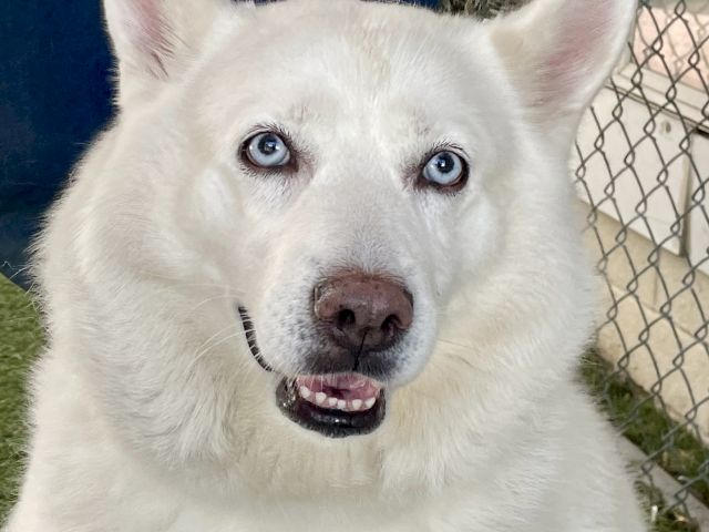 A white dog with blue and brown eyes, fluffy fur, outdoors near a chain-link fence, looking at the camera, mouth slightly open.