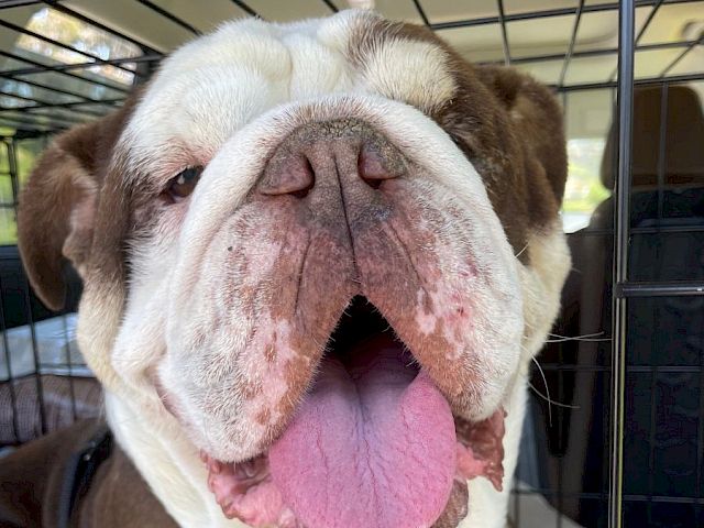 A smiling bulldog with its tongue out, wearing a blue harness, inside a car.